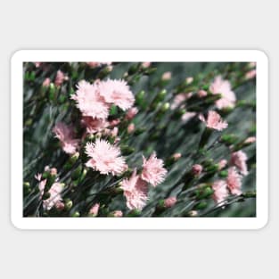 Wild pale pink carnations photography Sticker